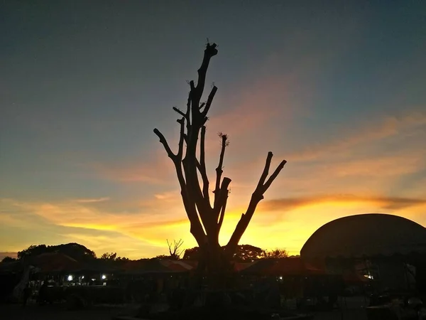 Silhouette of dead tree at sunset in the city