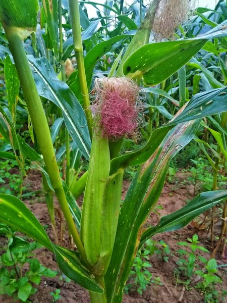 Close up of a corn plant in the field with a pink flower.