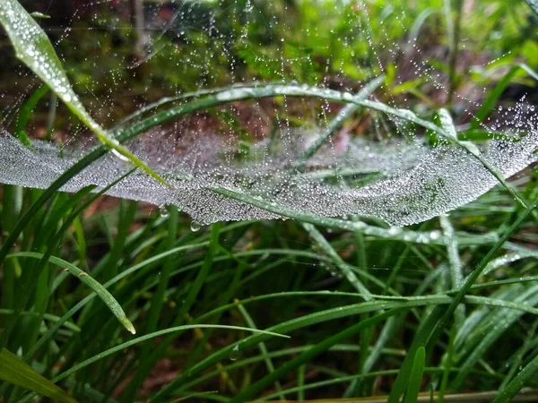 Wet spider web with dew drops on green grass in the garden