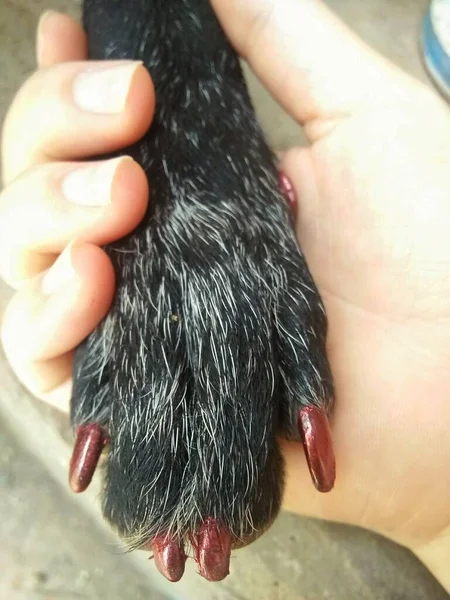 Black dog paw in human hand, close-up of a paw with manicure
