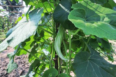 Yeşil yapraklı yılan kabağı.