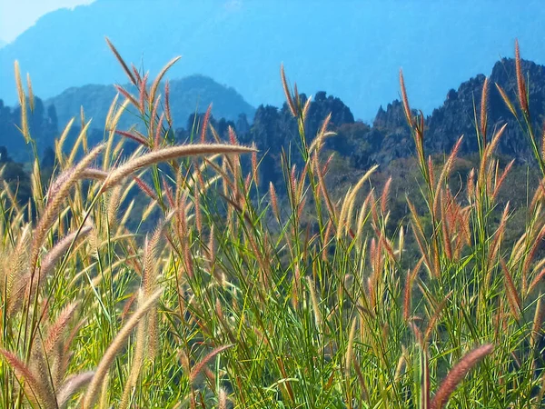 Brunnen Gras Mit Berg Und Blauem Himmel Hintergrund — Stockfoto