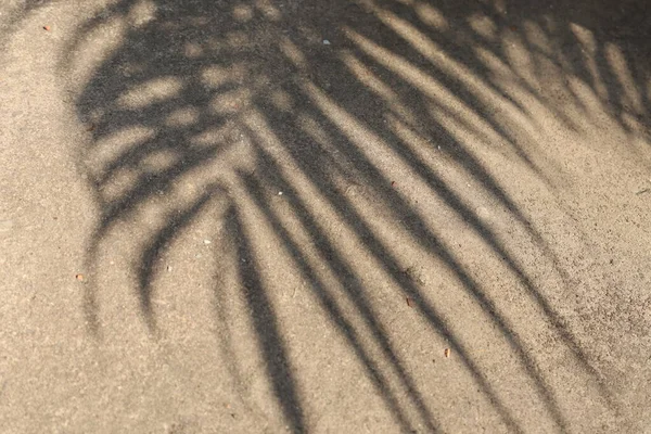 Sombra Folhas Coco Fundo Chão Cimento — Fotografia de Stock