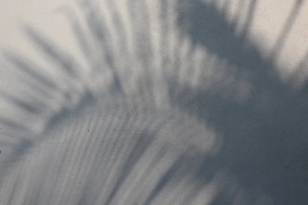 Schatten Von Palmblättern Auf Weißer Zementwand Abstrakter Hintergrund Und Textur — Stockfoto