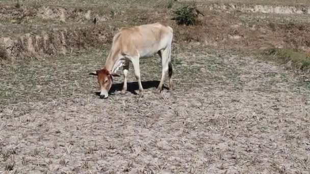 具有自然背景的稻田上的当地褐牛放牧草 — 图库视频影像