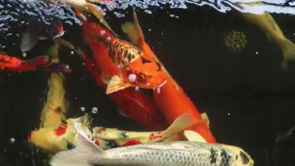 Primer Plano Peces Koi Coloridos Nadando Estanque — Vídeos de Stock
