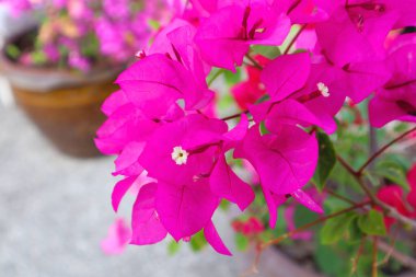 Bahçede Pembe Bougainvillea glabra veya Kartonpiyer.