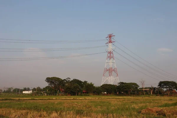 Kırsal Kesimde Çeltik Tarlası Olan Elektrik Direğinin Arka Plan Görüntüsü — Stok fotoğraf