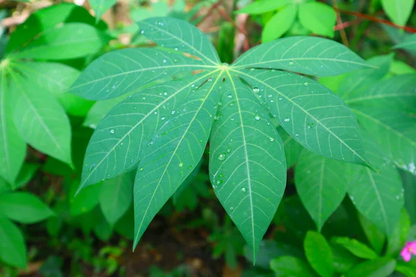 stock image Green leaves of cassava with water drops after rain in the garden.