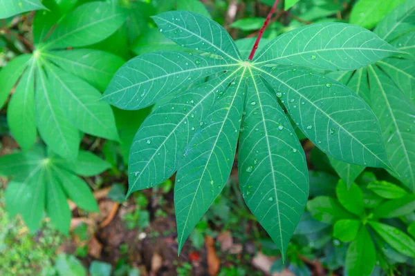 stock image Close up of green cassava or manioc plant with water drop.