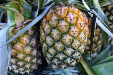 Piyasadaki ananasaları kapatın..