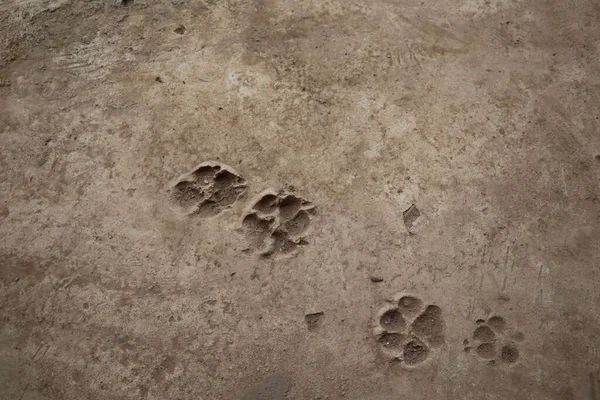 Dog footprints on the ground, close up of animal tracks on the ground.