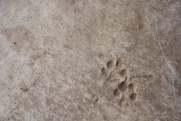 dog footprints on the cement floor texture background with copy space for text.