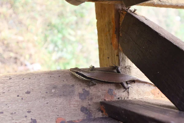 Ahşap zemin üzerinde çok satırlı (yaygın güneş lekesi) Kertenkele. 