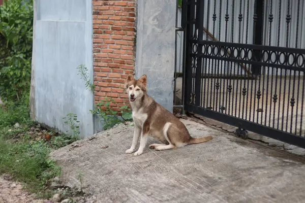 家の玄関ドアの前に座っているシベリアのハスキー犬 — ストック写真