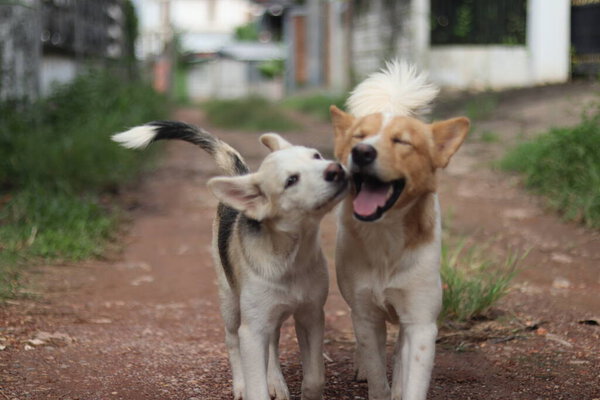 Mise Point Sélective Faible Profondeur Deux Chiens Jouant Ensemble Sur — Photo