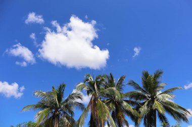 Hindistan cevizi ağaçları ve arkasında beyaz bulutlar olan mavi gökyüzü.