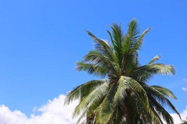 Mavi gökyüzü arka planında kopya alanı olan hindistan cevizi palmiyesi ağacı.