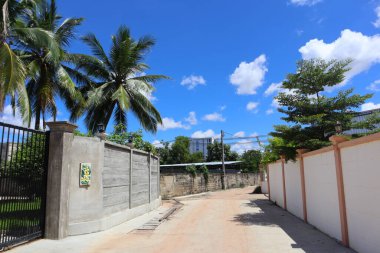 Güneşli bir günde hindistan cevizi ağaçlarıyla dolu bir geçidin güzel arka planı.