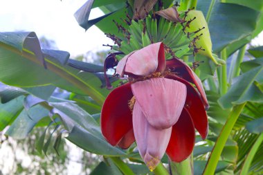 Bahçedeki muz ağacında taze muz çiçeği.