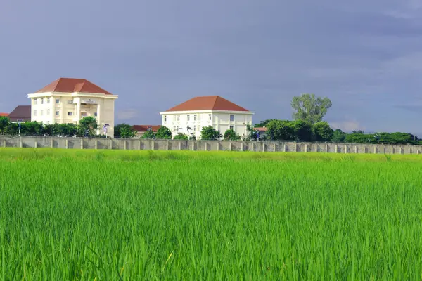 Reisfeld Und Bauhintergrund Auf Dem Land — Stockfoto