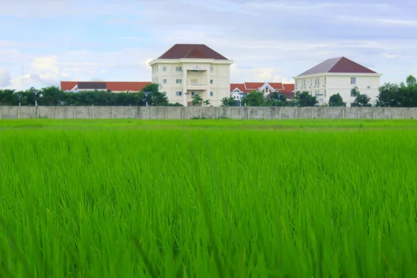 Grünes Reisfeld Mit Haus Hintergrund Morgen — Stockfoto