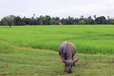 Yaz günü pirinç tarlasında ot yiyen Asyalı bufalo..
