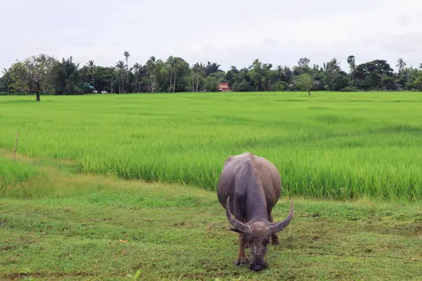 Asiatische Büffel Fressen Sommertagen Gras Auf Dem Reisfeld — Stockfoto