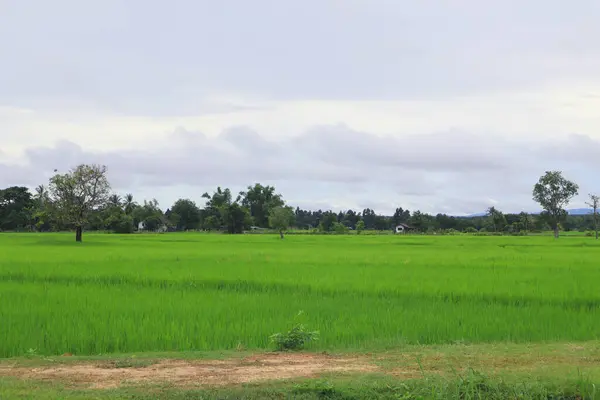乡村的绿色稻田 老挝的自然背景 — 图库照片