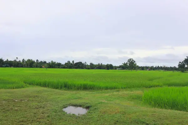 Zelené Rýžové Pole Venkově Přírodní Krajina Pozadí — Stock fotografie