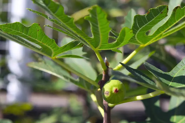 Bahçede meyve ve yeşil yapraklı incir ağacı. 
