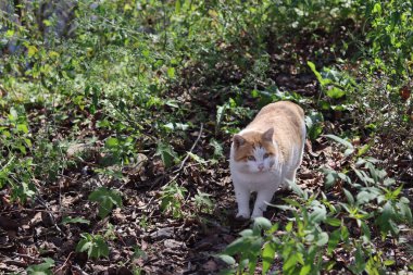 Turuncu kedi bahçede yürüyor. Kedi yiyecek arıyor..