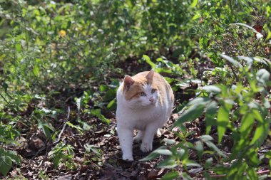 Tatlı turuncu kedi güneşli bir yaz gününde bahçede yürüyor..