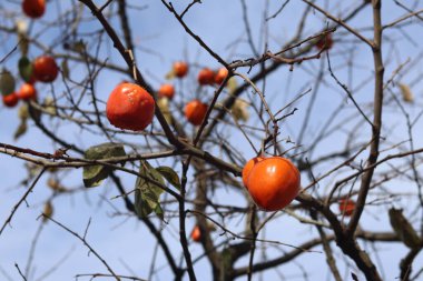 Kış mevsiminde ağaçta mavi gökyüzü olan hurma ağaçları.