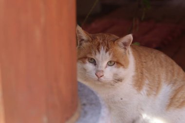 Bahçede yerde oturan sevimli turuncu kedi. Seçici odak.