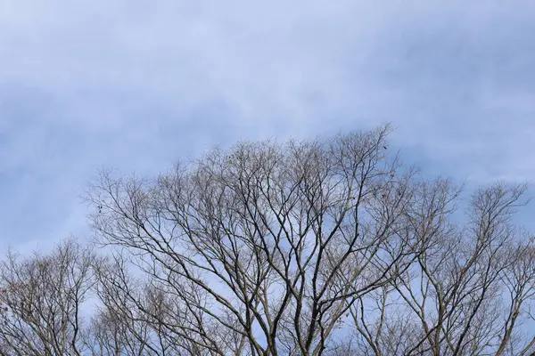 Kışın mavi gökyüzüne karşı ağaç dalları.