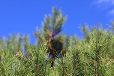 Çam dalları mavi gökyüzünde.