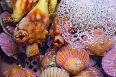 Pazarda deniz kabuğu ve deniz tarağı kapatıyoruz..