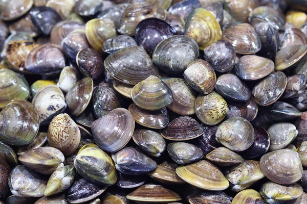 Stock image Fresh clams on display at a seafood market