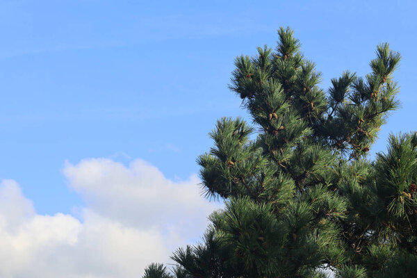 Pine tree with blue sky and white cloud background