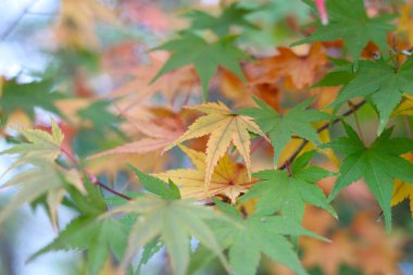 Akçaağaç yaprakları sonbahar mevsiminde