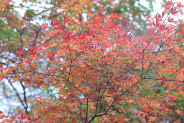 Kırmızı akçaağaç yaprakları sonbahar mevsiminde bulanık arka planda, doğa arka planında.