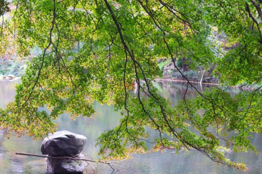 Nehir ve ağaçlarla dolu güzel bir sonbahar manzarası. Akçaağaç ağacının doğa arkaplanı.