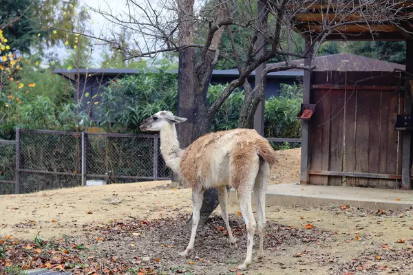Llama Lama Glama Zoológico Imagem De Stock