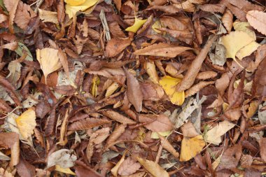 Yere düşen yapraklar. Sonbahar arkaplanı. Üst görünüm.