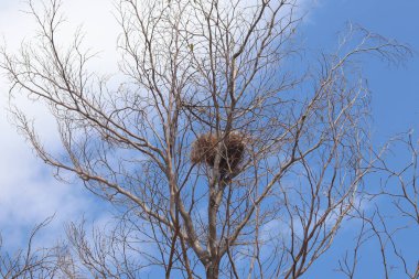 Bird's nest in a tree against the blue sky with white clouds