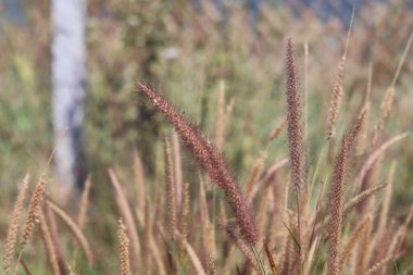 Bahçedeki çim çiçeği. (Pennisetum pedicellatum)