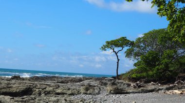 Yazın ağaçla birlikte tropikal okyanusun güzel manzarası