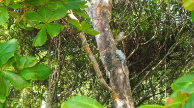 hidden iguana in the trees