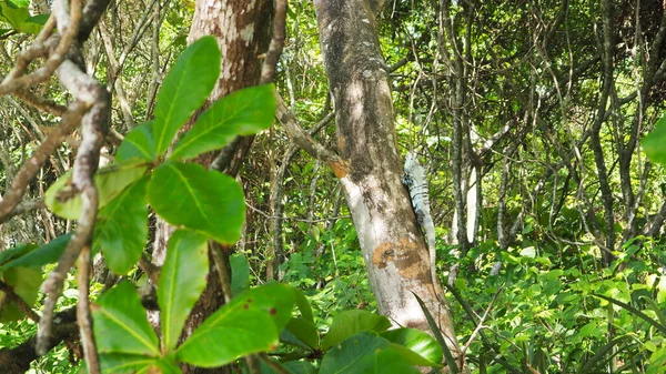 Vahşi Iguana Ormanda — Stok fotoğraf